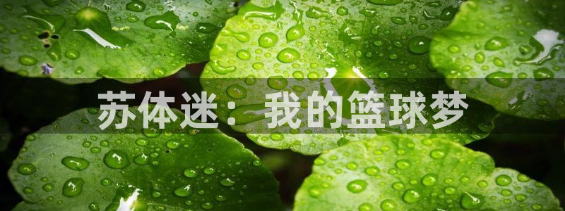 678体育官网下载：苏体迷：我的篮球梦